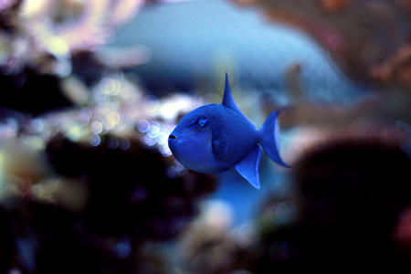 Niger Triggerfish (Odonus niger)の写真素材