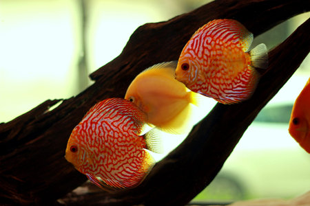 Discus fish in freshwater aquarium