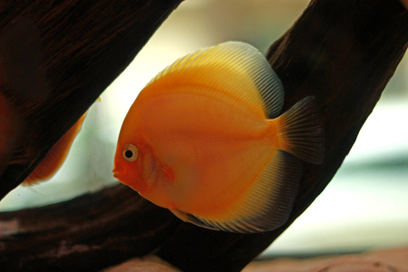 Discus fish in freshwater aquariumの写真素材