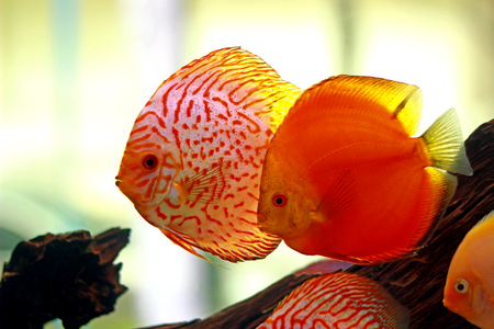 Discus fish in freshwater aquariumの写真素材
