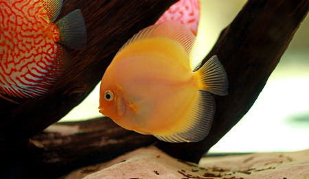 Discus fish in freshwater aquariumの写真素材