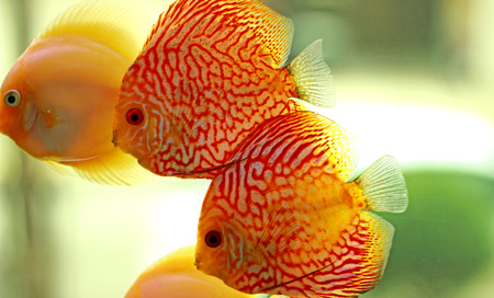 Discus fish in freshwater aquariumの写真素材