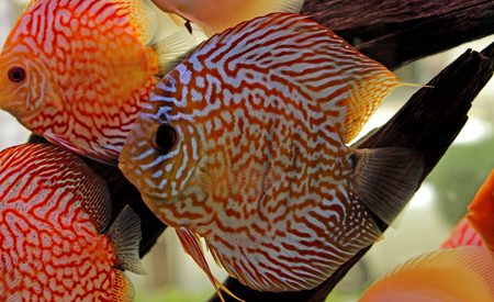 Discus fish in freshwater aquariumの写真素材