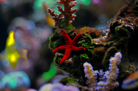 Red seastar in aquariumの写真素材