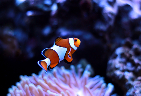 Clown fish enjoy in magnifica anemoneの写真素材