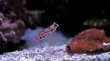 Red Dragonet mandarin fishの写真素材