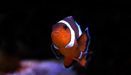 The most popular fish in saltwater aquariumsの写真素材