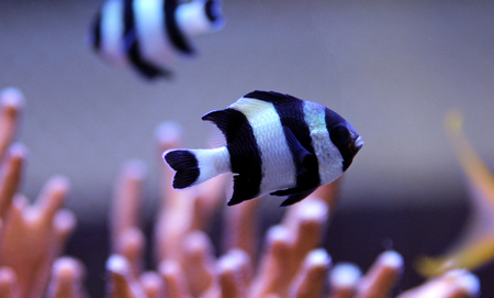 Four Stripe Damselfish - (Dascyllus melanurus)の写真素材