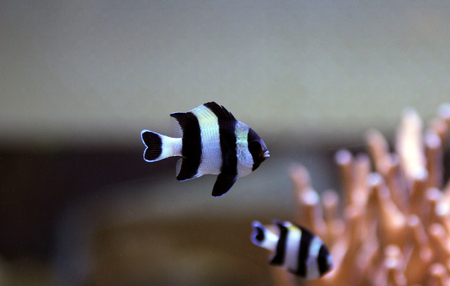 Four Stripe Damselfish - (Dascyllus melanurus)の写真素材