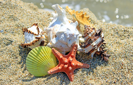 Summer creation on the beach with sea natural creaturesの写真素材