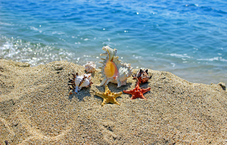Summer creation on the beach with sea natural creaturesの写真素材