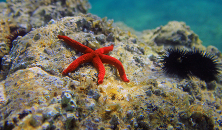 Mediterranean Red sea star (Echinaster sepositus)の写真素材