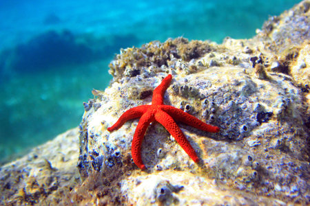 Mediterranean Red sea star (Echinaster sepositus)