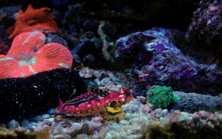 Red Ruby dragonet fishの写真素材