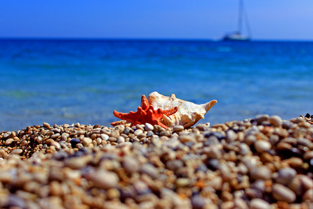 Conch Beach Starfish Shell Sandの写真素材