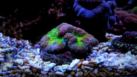 Open brain coral in reef aquarium tankの写真素材