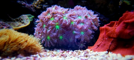 Clavularia glove polyps isolated image in saltwater aquariumの写真素材