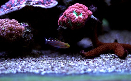 Jester Goby - Koumansetta rainfordiの写真素材