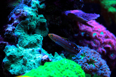 Jester Goby - Koumansetta rainfordi