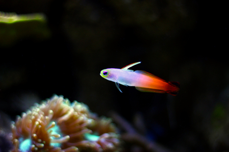 Firefish goby (Nemateleotris magnifica)の写真素材