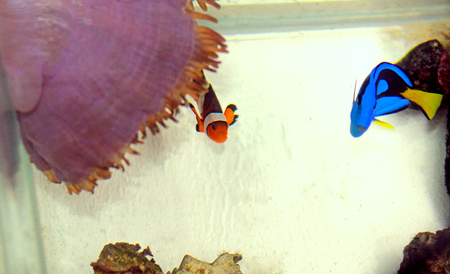 The most popular fishes swimming together in real life in the coral reef aquariumの写真素材