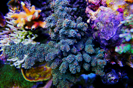 Acropora sps coral in coral reef aquarium tankの写真素材