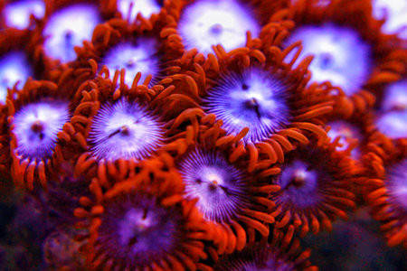 Zoanthus polyps colony coral in reef aquarium tank