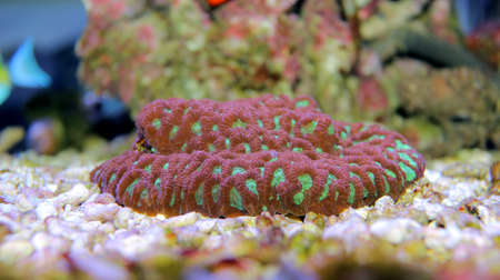 Favia is a genus of reef-building stony corals in the family Mussidae.の写真素材