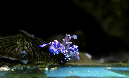 Harlequin Shrimp - (Hymenocera elegans)の写真素材