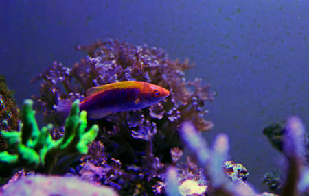Multicolor Lubbock Fairy Wrasse - (Cirrhilabrus lubbocki)の写真素材