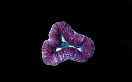 Brain Coral, Lobophyllia (Lobophyllia hemprichii)の写真素材