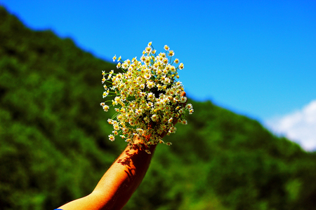 Chamomile fresh herbal plant bouquetの写真素材