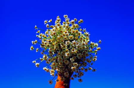 Chamomile fresh herbal plant bouquetの写真素材