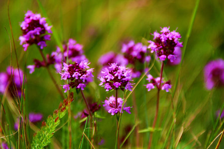 Thyme Plant fresh herbal tea from the nature