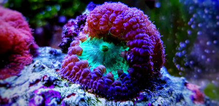 Blastomussa LPS colorful Coral - Blastomussa wellsi
