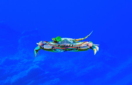 The mediterranean blue crab - (Callinectes sapidus)