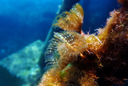 Green feather duster tubeworm - Branchiomma bairdi