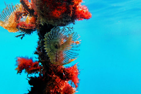Green feather duster tubeworm - Branchiomma bairdi