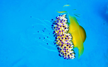 Mediterranean Fried Egg Jellyfish - Cotylorhiza tuberculata