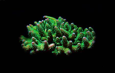 Acropora SPS coral - One of the most beautiful living decoration for saltwater reef aquariumsの写真素材