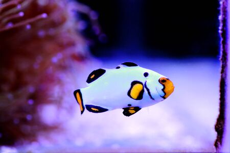 Captive-Bred Clownfish Wyoming White Clownfish - (Amphiprion ocellaris )の写真素材