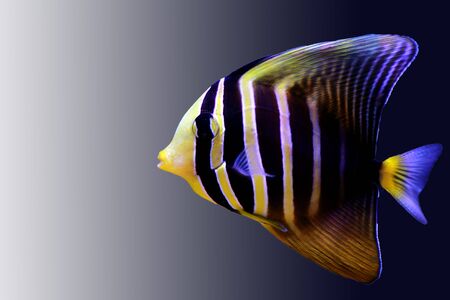 Sailfin Tang Fish - (Zebrasoma veliferum)の写真素材