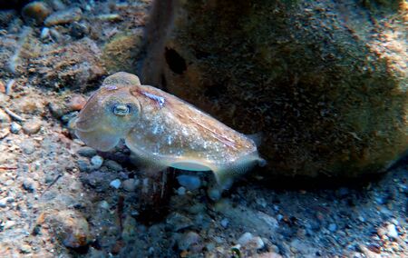 Mediterranean sea common cuttlefish isolated sceneの写真素材