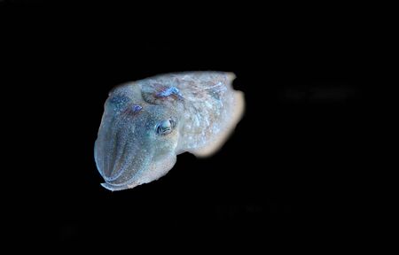 Mediterranean sea common cuttlefish isolated sceneの写真素材