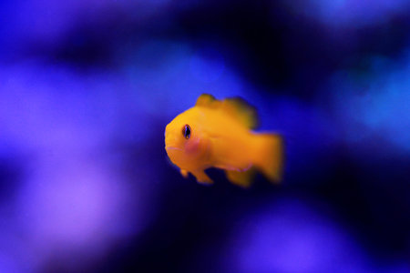 Yellow Coralgoby - Gobiodon okinawaeの写真素材