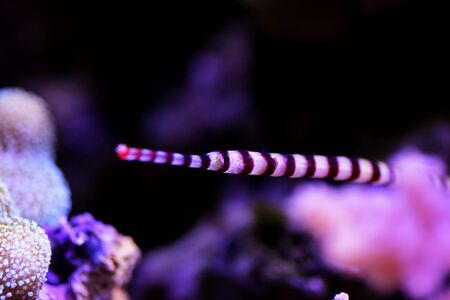 Banded Pipefish - (Doryrhamphus dactylophorus )の写真素材