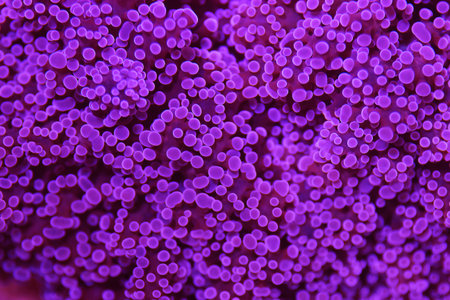 Purple Grape Euphyllia LPS coral - Euphyllia Divisa