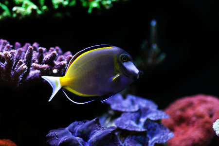 Powder brown tang - Acanthurus Japonicus