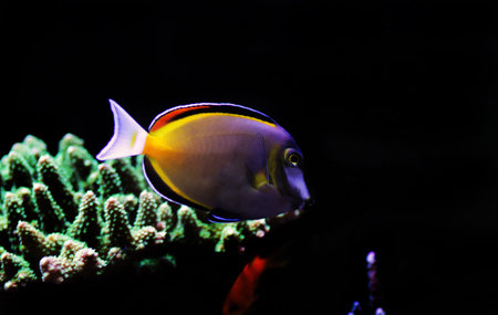Powder brown tang - Acanthurus Japonicus