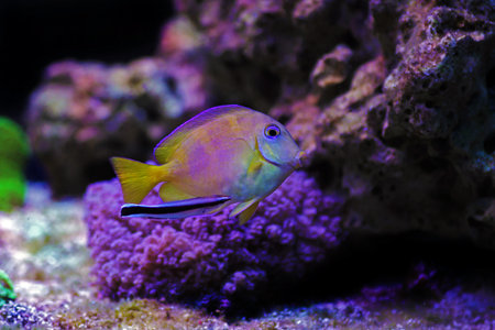Two Bluestreak cleaner wrasses cleaning parasites from Blue Atlantic Tang